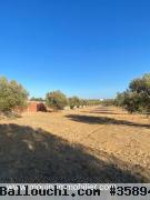 TERRAIN MAYAR I Hammamet El Monchar T1042