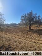 TERRAIN HIRONDELLE I Sidi Hammed T1007