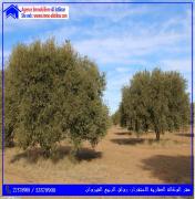 للبيع سانية بالعوامرية القيروان