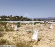 Terrain de 1000 m² à vendre à Hammamet 51355351