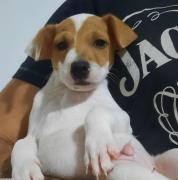 Chiots jack russell