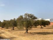 Terrain de 1000 m² à vendre à 160 MD 51355351
