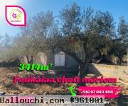 #Terrain Agricole planté Des Oliviers Et Un Studio à # Chatt Mariem #Foukaia 