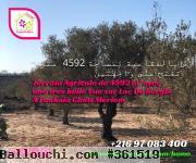 Terrain Agricole de 4592 M² avec une Belle Vue Foukaia