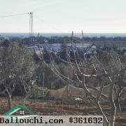 VT773Terrain agricole  5337 m² à Kelibia