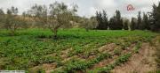 :Beni Khiar,2,6 hectares sabloneux avec titre foncier