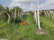 Nabeul Korba : un terrain agricole clôturé de 4hectares