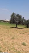 Terrain agricole