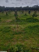 senia à Soliman 3,5 ha
