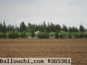 Ferme 4 hectare el amaiem