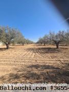 TERRAIN IRAM 1 El Bessbassia Hammamet Sud T1084