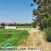 VT792:Terrain agricole 5000 m² à Tahert Kelibia