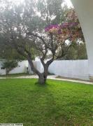 L295 Villa JINEN HAMMAMET NORD AS