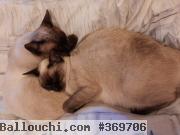 CHATS SIAMOIS COUPLE  pour Adoption