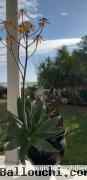 Villa Norvej AL134 Hammamet Nord Mimosas