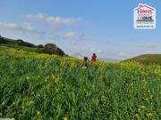 Terrain Agricole Safi à Vendre à Mornag