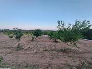 A vendre  un Terrain ( Sénia )