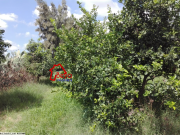 Nabeul Korba : un terrain agricole clôturé de 4hectares