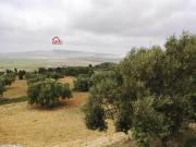 TAZERKA –somaa une ferme de 52000m² avec une villa