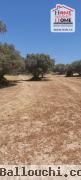 Terrain Agricole Anhar à Vendre à Bizerte