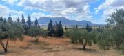 Vend terrain agricole