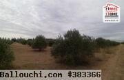 Terrain Agricole Jbeli à Vendre à Kef