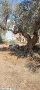T196 Terrain AZIZA HAMMAMET