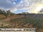 TERRAIN ANNA Hammamet Birbouregba Latrach I T1075
