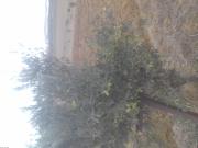 parcelle 8