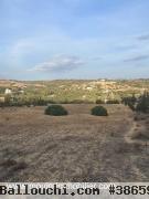TERRAIN YANIS Birbouregba Oued Lassoued T1123