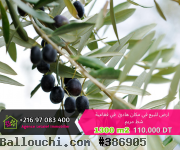 Une Bonne Offre à Foukaia Chott Meriem,