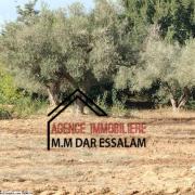 terrain agricole à vendre