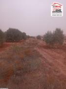 Terrain Agricole Ryann à Vendre à Sidi Aich