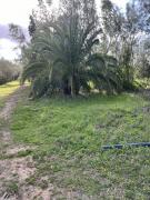 Beni khalled _beni michkel 10hectares avec trois sondage