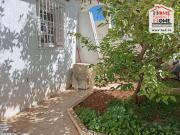 Immeuble Curtis à Vendre à Cité El Ghazela