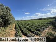 FERME LES EMERAUDES Somaa Beni Khiar T1137