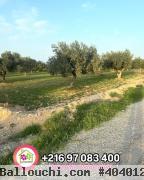 lot du #terrain #agricole:4165 m²Prix : 120 dt/m²