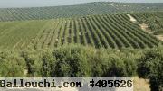 terrain de 117 hectares zaghouan