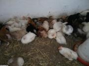 Poules coq de fermier arbi a zaghouen