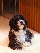 ACCOUPLEMENT CHIEN SCHNOODLE MALE