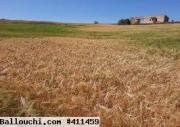 terrain agricole
