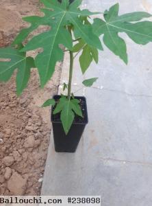 Plante papayer tunis ariana sousse