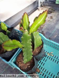 plante pitaya