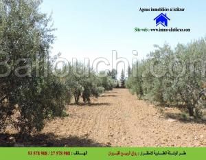 للبيع سانية بالقيروان مساحتها 9.5 هكتارات