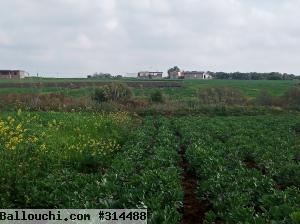 terrain agricole a wed 5atef kelibia