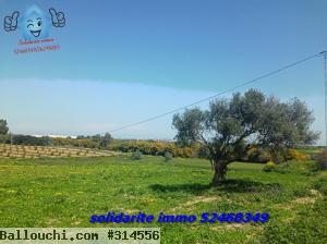 terrain agricole a kelibia