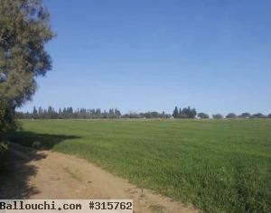 Terrain agricole de 39 hectares dans la région du Kef