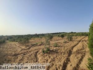 Ferme Lara T952 Hammamet