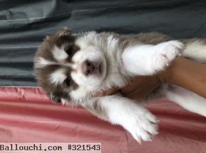 Husky des chiot yeux bleu