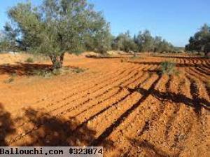 terrain agricole